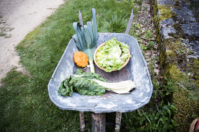 Тачка из свежесобранной весенней зелени и сквоша в саду — стоковое фото