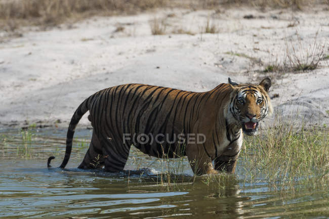 Бенгальский тигр стоит в воде с песчаным побережьем на заднем плане, Индия — стоковое фото