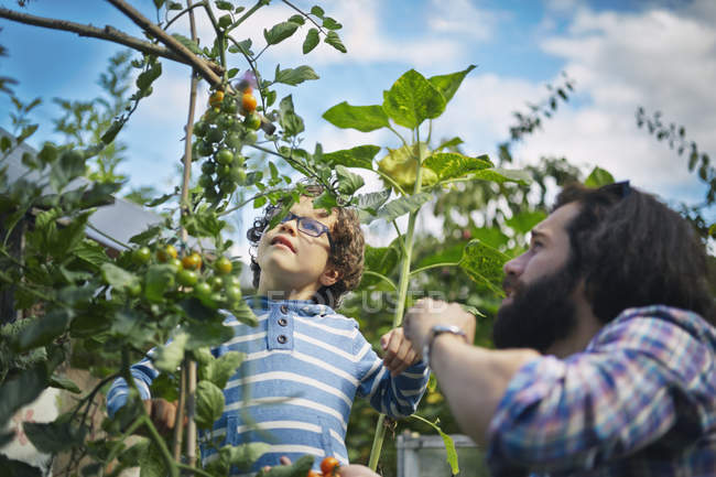 Pai e filho pegando tomates cereja na colocação — Fotografia de Stock