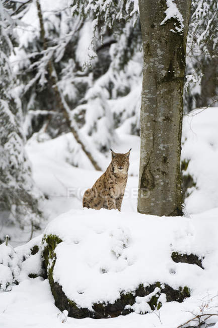 Lynx eurasien au parc national de la forêt bavaroise — Photo de stock
