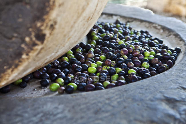 Extracting olive oil from fresh olives while pressing with stone — Stock Photo