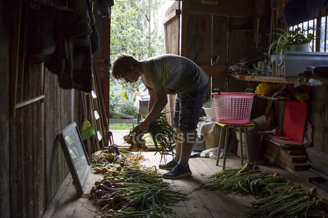 Giovane uomo smistamento cipolle appena raccolte in casetta da giardino — Foto stock