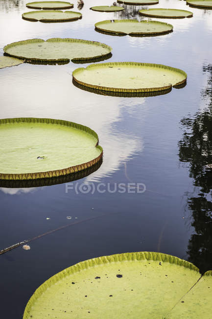 Лілія колодки на ставок, Amlapura, Балі, Індонезія — стокове фото