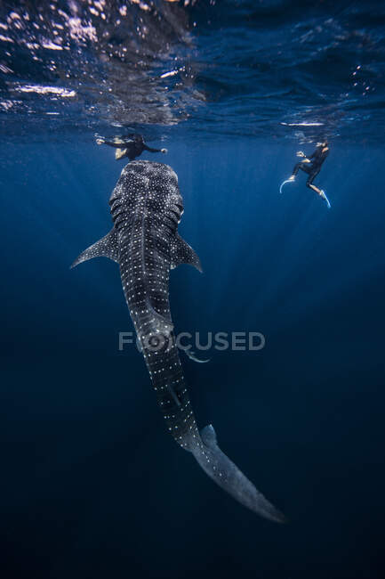 Buceadores nadando con tiburón ballena, vista submarina, Cancún, México - foto de stock