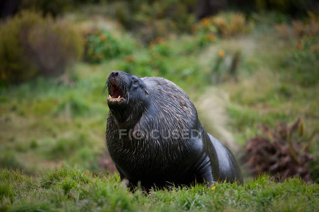 Hookers sea lion — Stock Photo