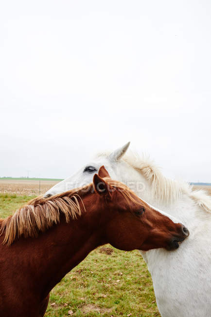 Zwei Pferde einander gegenüber, die sich am Hals kratzen — Stockfoto