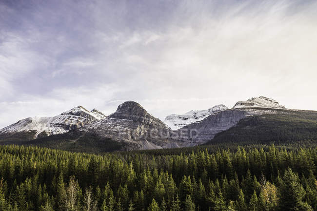 Зеленого сосни і snowcapped гори під хмарного неба — стокове фото