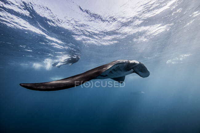 Риф-Манта, вид под водой, Канкун, Мексика — стоковое фото