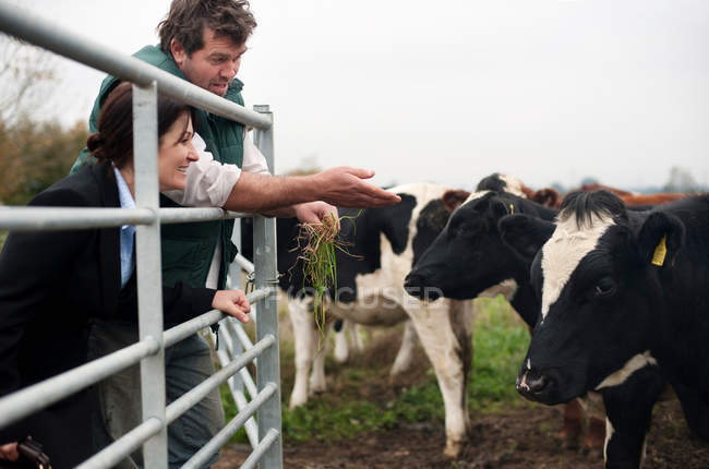 Agricultor mostrando negocio mujer vacas - foto de stock
