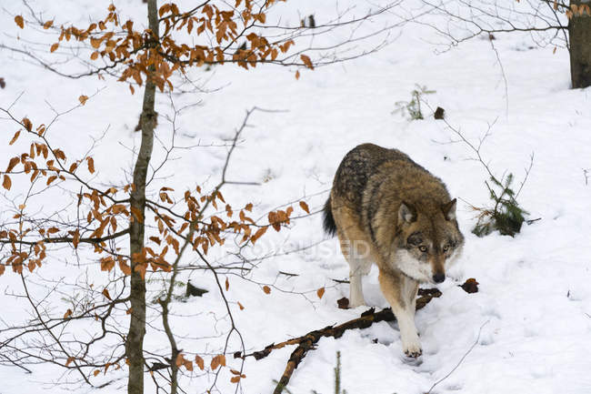 Lobo cinzento caminhando no parque nacional da floresta bávara — Fotografia de Stock