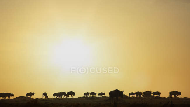Gnus wandern bei Sonnenuntergang, Masai-Mara-Nationalreservat, Kenia — Stockfoto