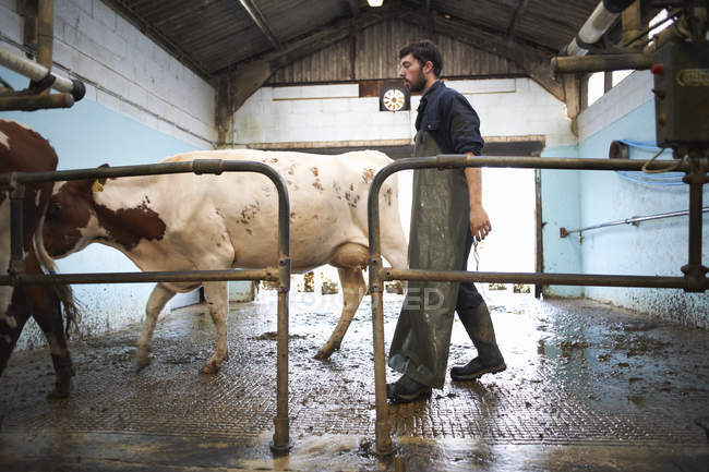 Farmer tending to cows in dairy farm — Stock Photo