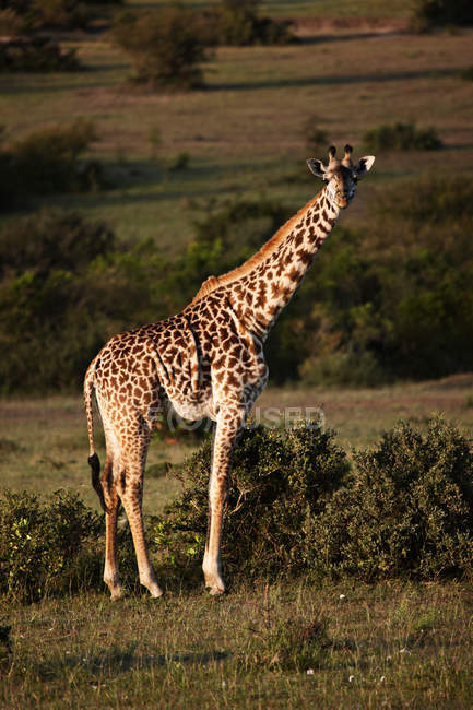 Girafe marche dans le champ — Photo de stock