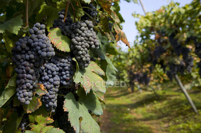 Виноградник, Nebbiolo Ланге, П'ємонт, Італія — стокове фото
