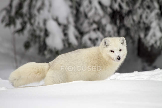 Loup arctique ou Canis lupus arctos, également appelé loup des neiges ou loup blanc, une sous-espèce du loup gris, Laponie, Suède — Photo de stock