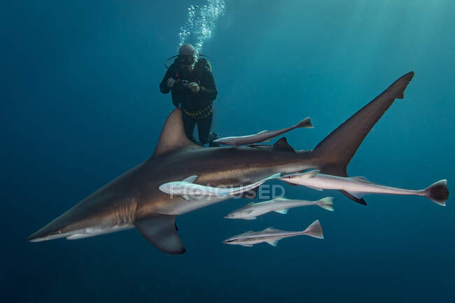 Велика океанічна акула Блекпойнт (Carcharhinus Limbatus) кружляє навколо дайвера, Алівал Шол, Південна Африка. — стокове фото