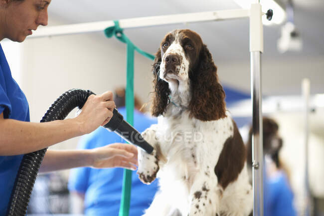 Donna governare cane in salone di pet — Foto stock