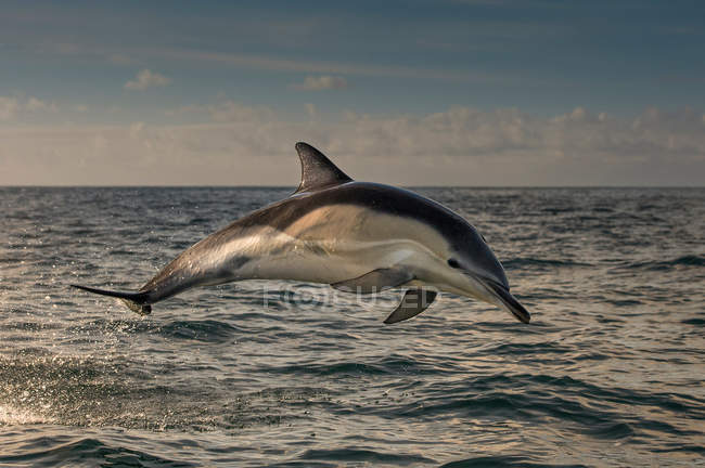 Delfín saltando sobre el agua - foto de stock