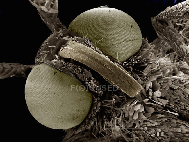 Micrografía electrónica de barrido de la cabeza de la polilla, concepto de sem - foto de stock