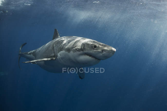 Requin blanc naviguant autour de l'eau cristalline bleue de l'île de Guadalupe, Mexique — Photo de stock
