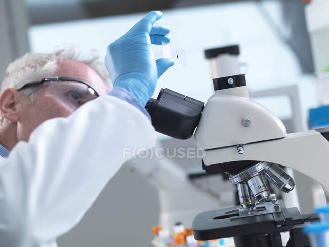 Cientista preparando uma lâmina de amostra contendo um espécime de sangue humano para visualização sob um microscópio em laboratório para testes médicos — Fotografia de Stock