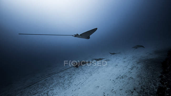 Vista subacquea di Eagle Rays, Cancun, Messico — Foto stock