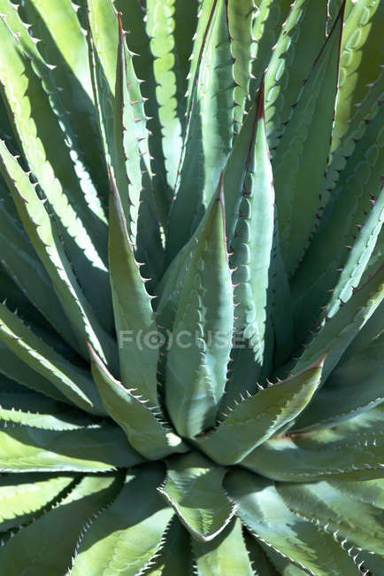 Grüne Agavenpflanze im hellen Sonnenlicht, Nahaufnahme — Stockfoto