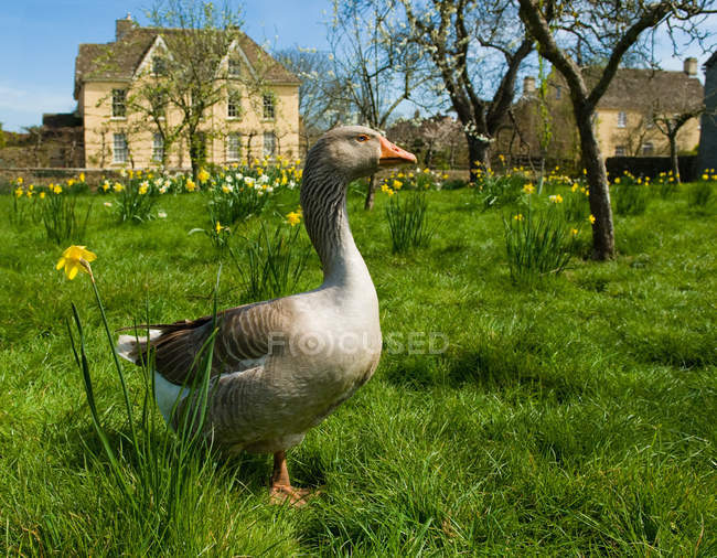 Portrait of goose in front of farmhouse — Stock Photo