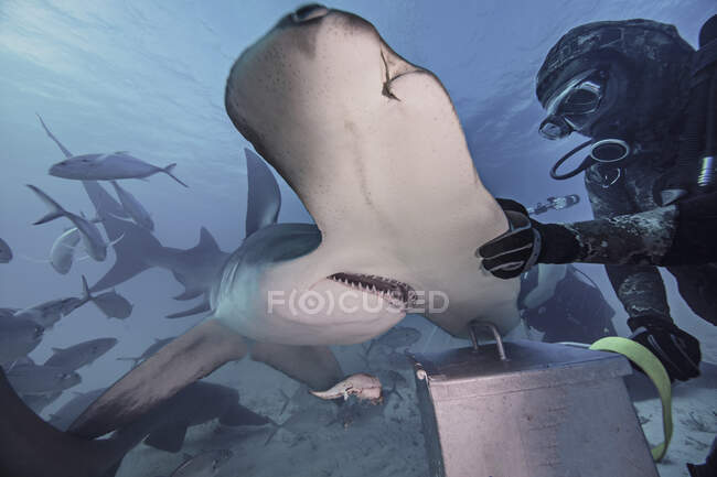Underwater view of diver with hand on hammerhead shark — Stock Photo