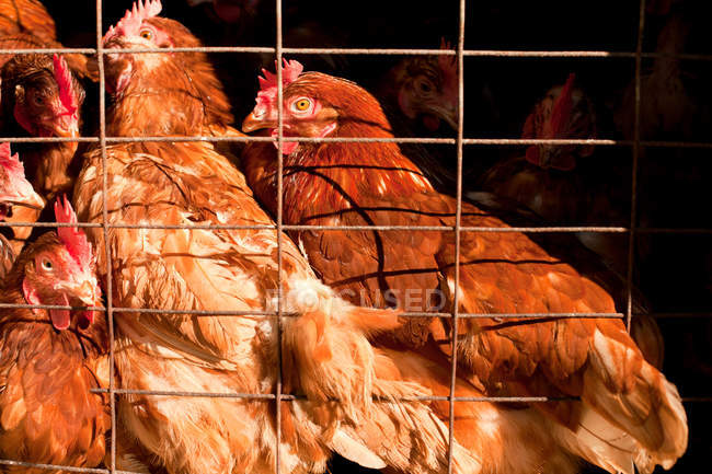 Vista ravvicinata di belle galline brune in gabbia — Foto stock