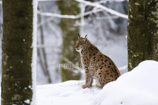 Eurasian lynx at bavarian forest national park — Stock Photo