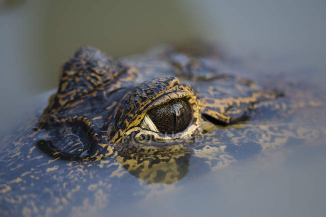 Crocodile eye on surface of water, close up — Stock Photo