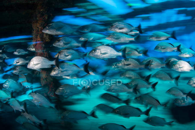 School of grunts by shipwreck, Cancun, Mexico — Stock Photo