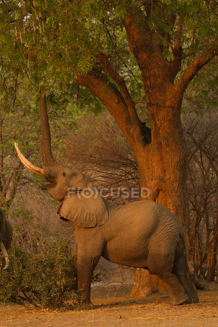 Elefante toro o Loxodonta africana llegando a comer hojas de árbol, Parque Nacional Mana Pools, Zimbabue - foto de stock