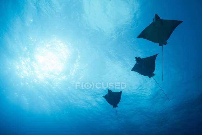 Три манта-луча, плавающие под голубой водой — стоковое фото