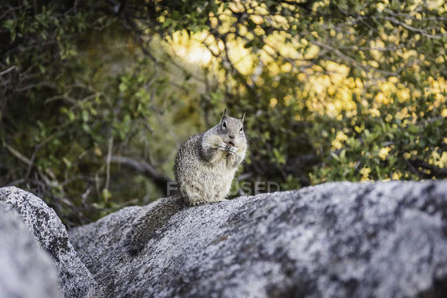 Portrait of squirrel on rock, Yosemite National Park, California, USA — Stock Photo