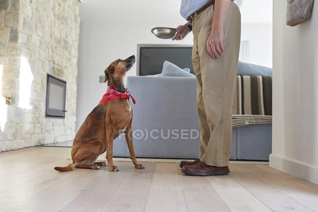 Чоловік годує собаку вдома — стокове фото