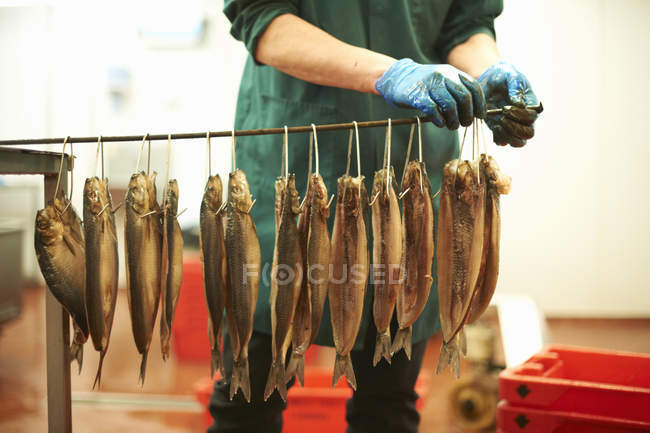 Man in smokehouse hanging fish off stick — Stock Photo