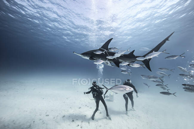 Vista subaquática de dois mergulhadores no fundo do mar entre peixes — Fotografia de Stock