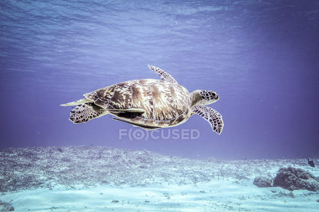 Unterwasserblick einer seltenen grünen Meeresschildkröte, die über den Meeresboden schwimmt, bali, Indonesien — Stockfoto