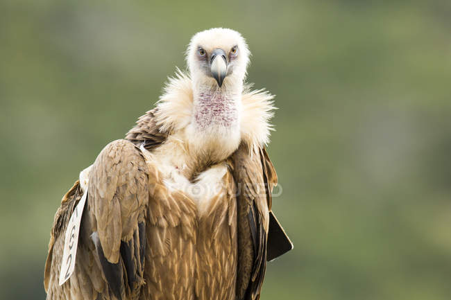 Visão frontal do abutre griffon olhando para a câmera — Fotografia de Stock