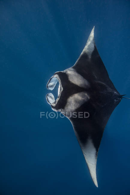 Манта-луч плавает под голубой водой — стоковое фото