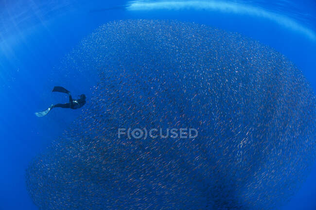 Freediver and school of baby snapper fish in baitball, San Benedicto Island, Колима, Мексика — стоковое фото