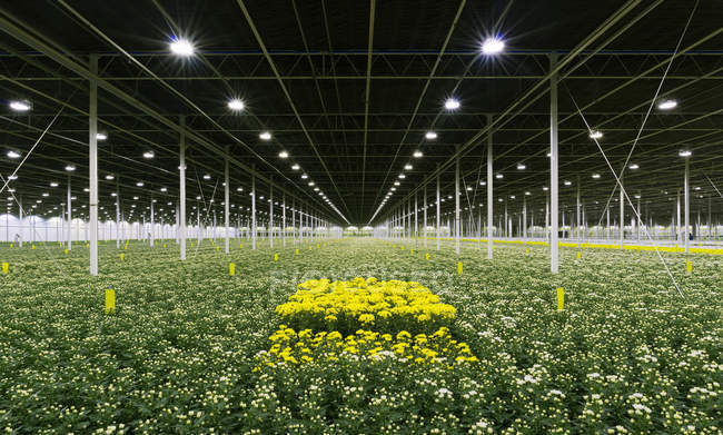 Schnittblumen, die im Gewächshaus wachsen, Niederlande — Stockfoto