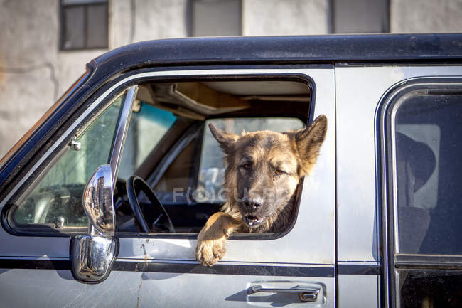 Hund schaut im Sonnenlicht aus Autofenster — Stockfoto