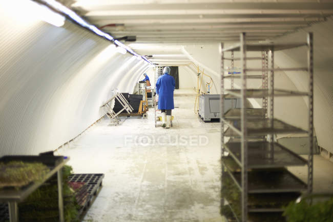 Workers preparing micro greens in underground tunnel nursery, London, UK — Stock Photo