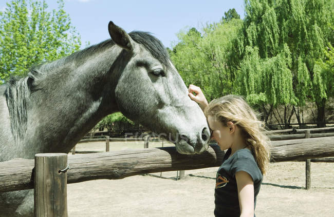 Дівчина погладжує коня на відкритому повітрі — стокове фото