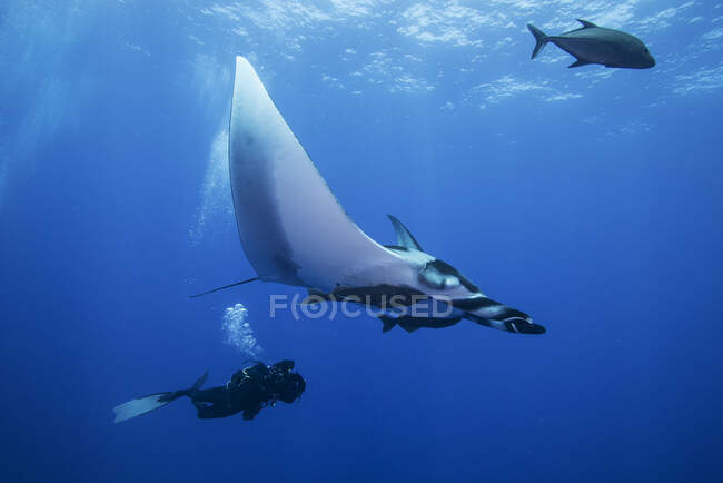 Scuba diver swimming with Giant Manta Ray (Manta birostris), underwater view, San Benedicto, Colima, Mexico — Stock Photo