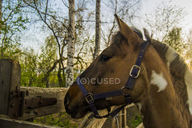 Skewbald horse in forest looking out from gate, Russia — Stock Photo