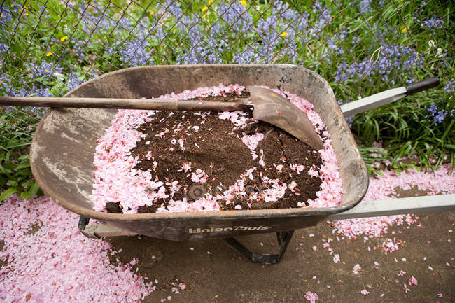 Brouette avec terre et pétales roses — Photo de stock